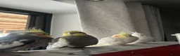 Cockatiels birds for sale: 4x mixed coloured cockatiles - Advert 2