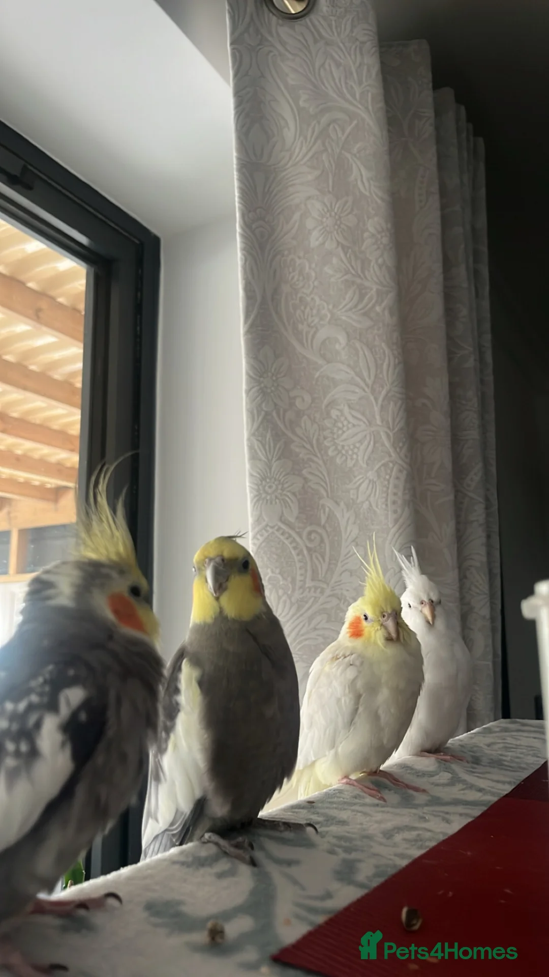 Cockatiels birds for sale: 4x mixed coloured cockatiles - Advert 2