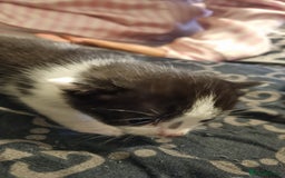 Mixed Breed cats for sale: Kittens for sale beautiful  - Image 11