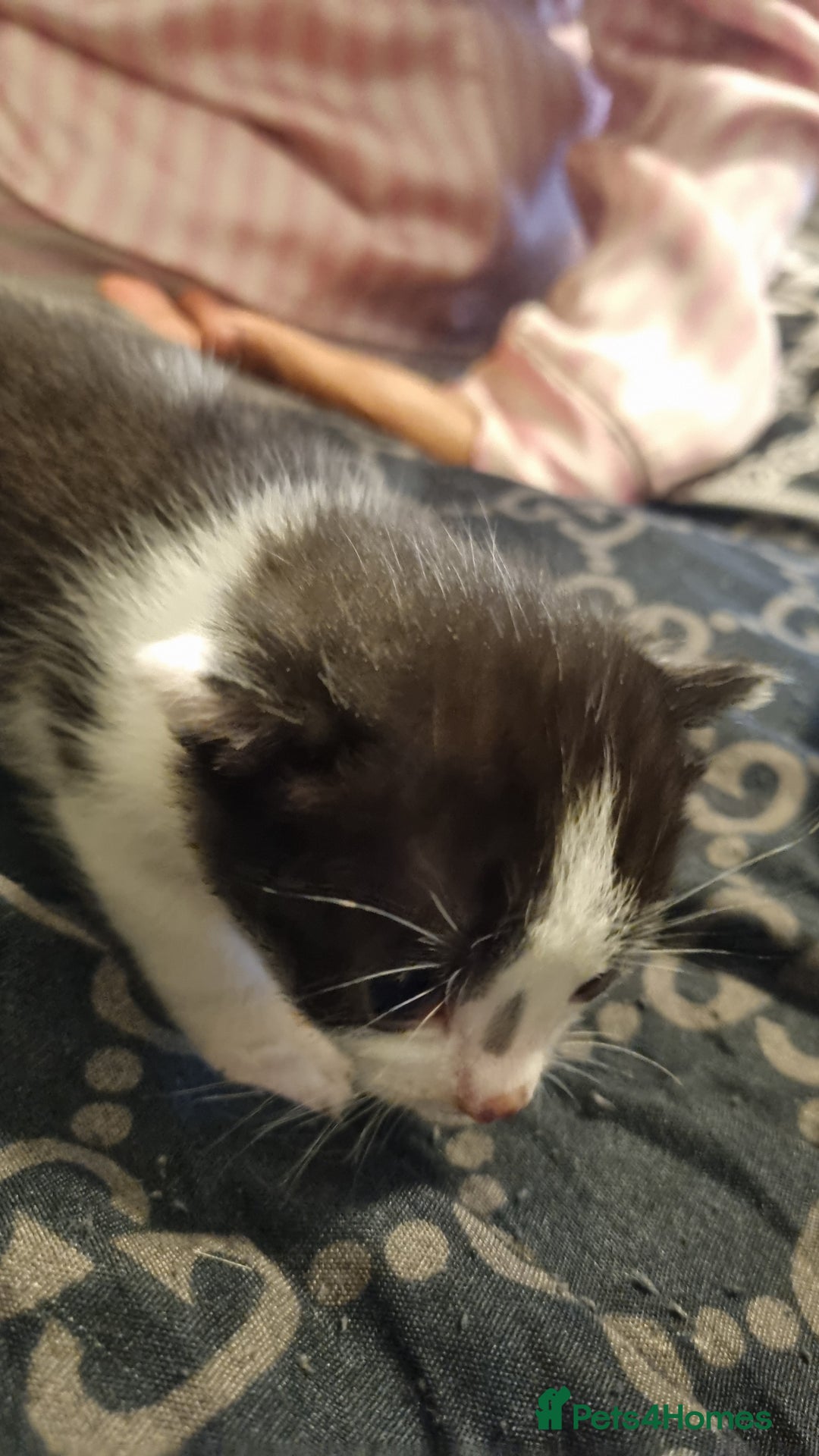 Mixed Breed cats for sale: Kittens for sale beautiful  - Image 11