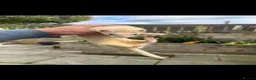 Ferret rodents for sale: Mirco ferrets  - Advert 2