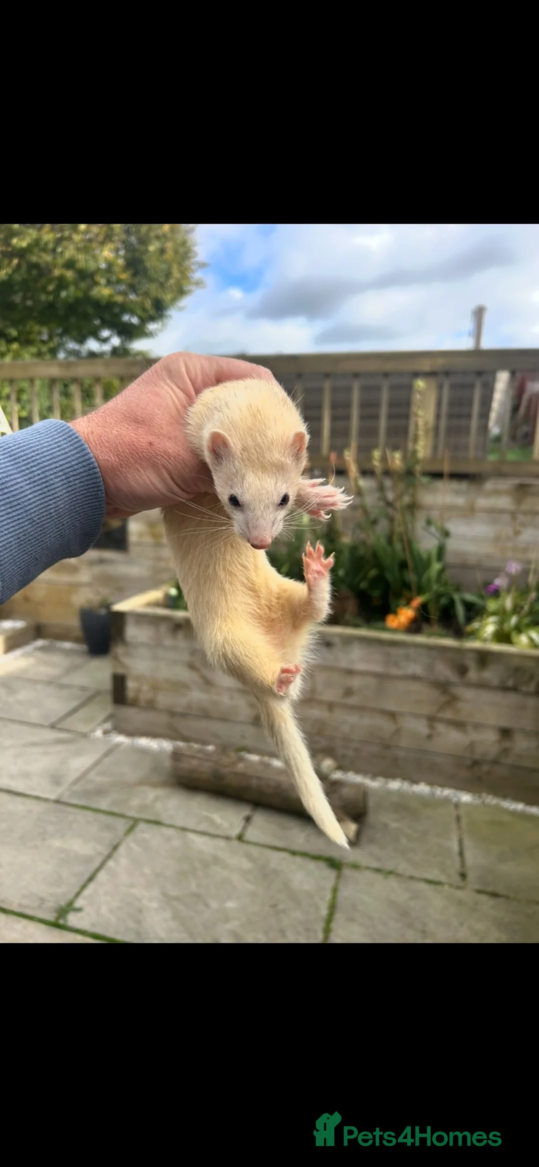 Ferret rodents for sale: Mirco ferrets  - Advert 2
