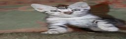 Bengal cats for sale: Beautiful TICA Registered Male Bengal Kittens - Advert 20