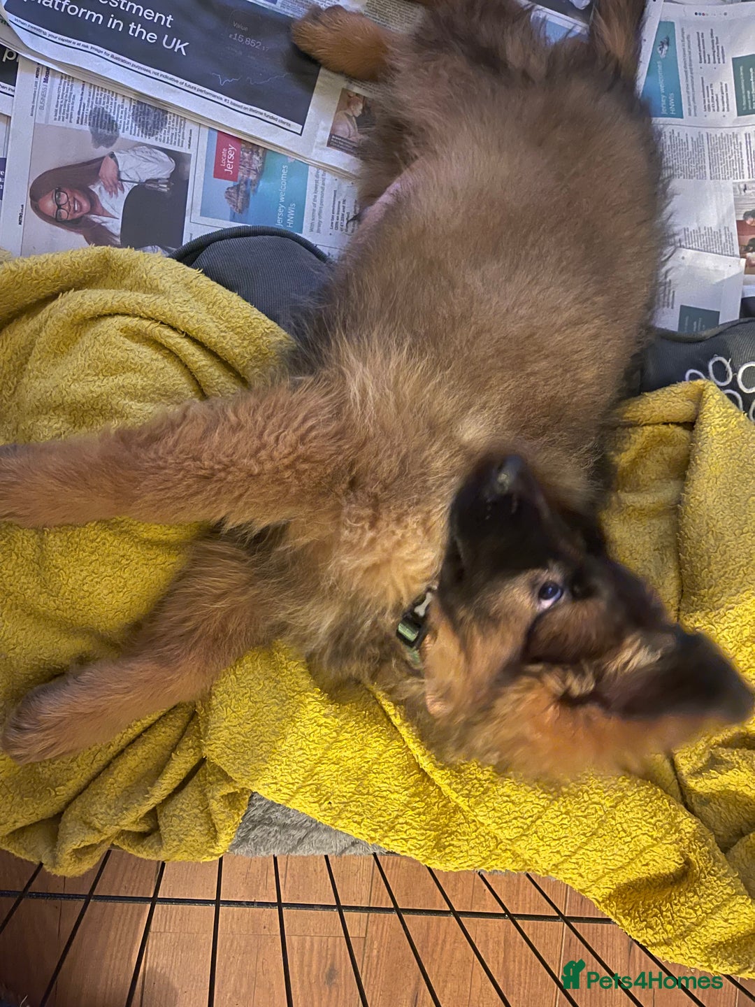 German Shepherd dogs for sale: German Shepherd MALE - Huge  - Advert 23