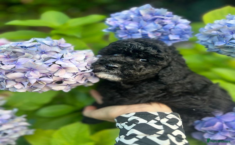 Cavapoo dogs - Advert 4