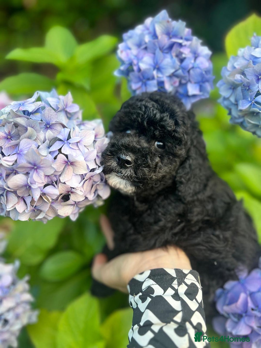 Cavapoo dogs for sale: Cavapoo  - Image 16