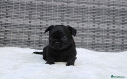 Mixed Breed dogs for sale: French bulldog X imperial shih tzu  - Image 9