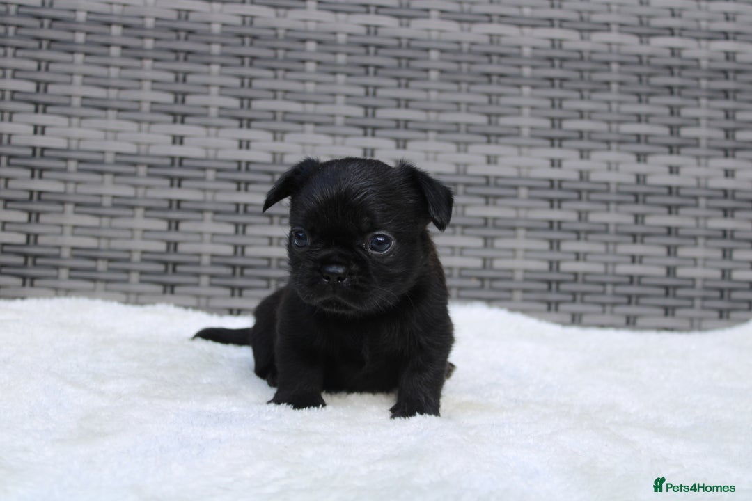 Mixed Breed dogs for sale: French bulldog X imperial shih tzu  - Image 9