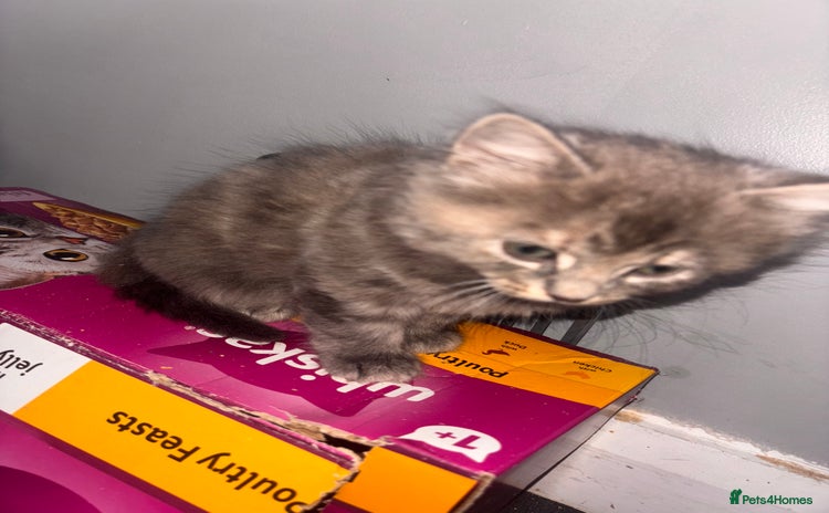 Domestic Shorthair cats - Advert 10