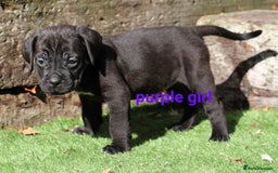 Cane Corso dogs for sale: Cane corso puppies ready to leave now - Image 4