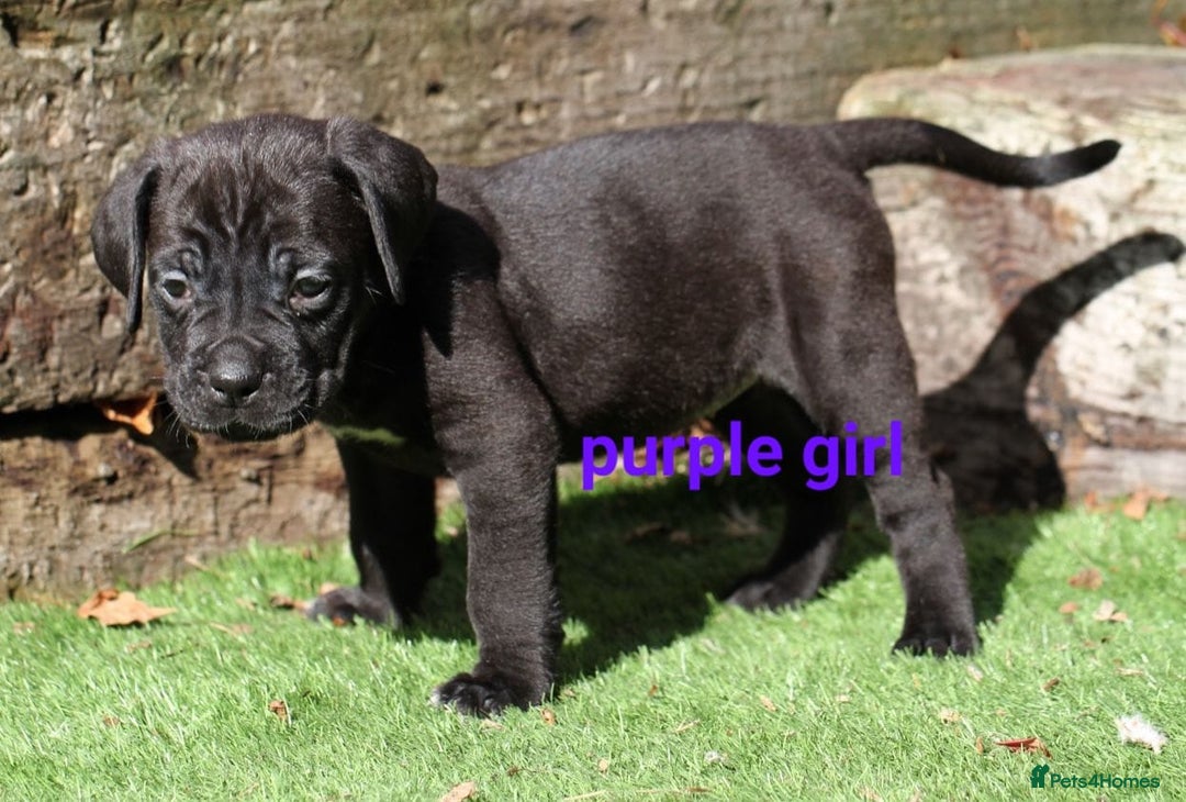 Cane Corso dogs for sale: Cane corso puppies ready to leave now - Image 4