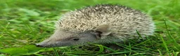 Pygmy Hedgehog rodents for sale: Gorgeous 2026 Lesser Tenrec babies - Advert 4