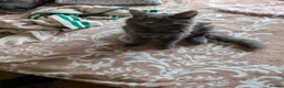 Mixed Breed cats for sale: Beautiful grey kittens. - Advert 5