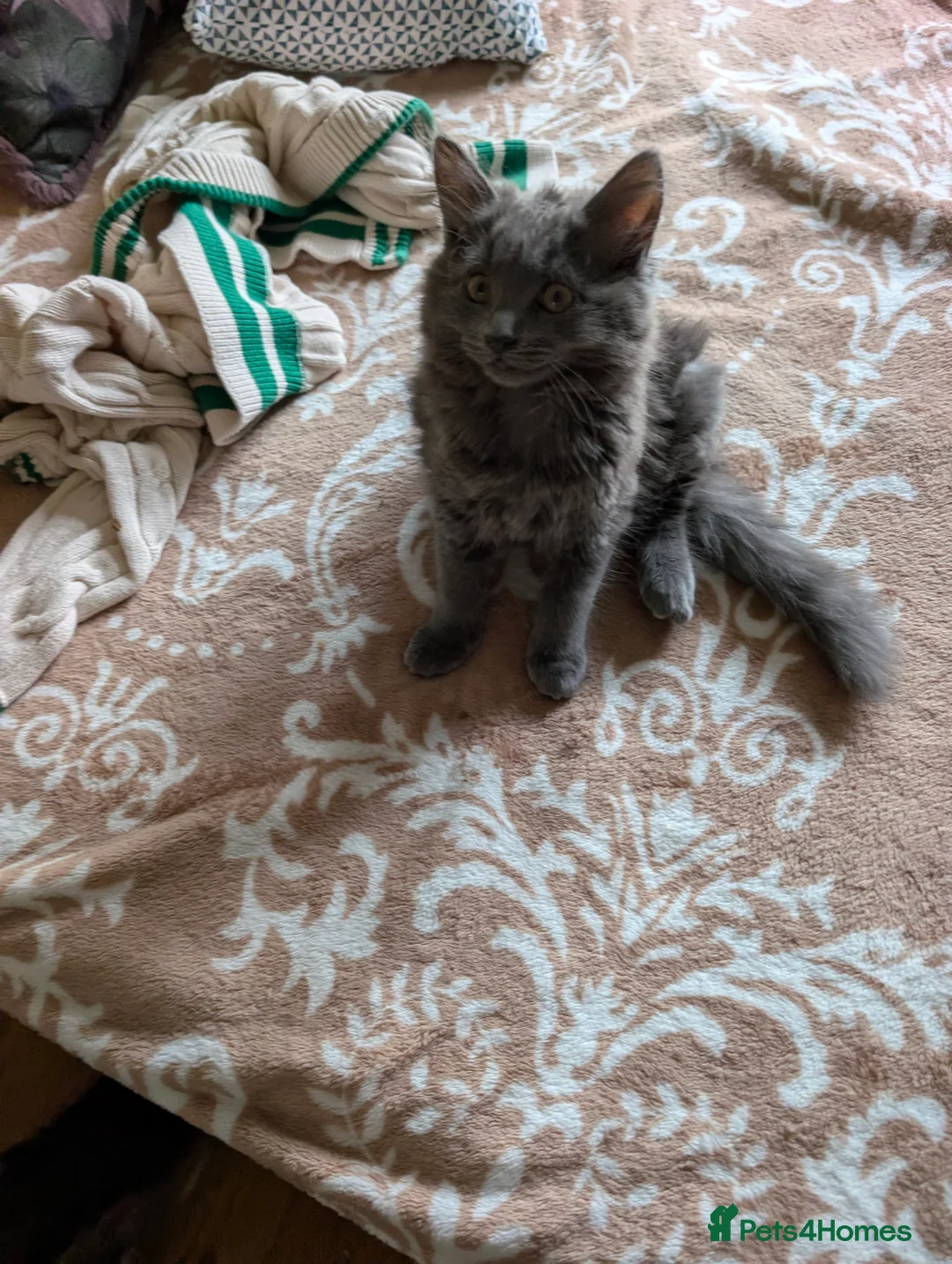 Mixed Breed cats for sale: Beautiful grey kittens. - Advert 5