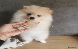 Pomeranian dogs for sale: Adorable Pomeranians 🩷🥰 - Image 4