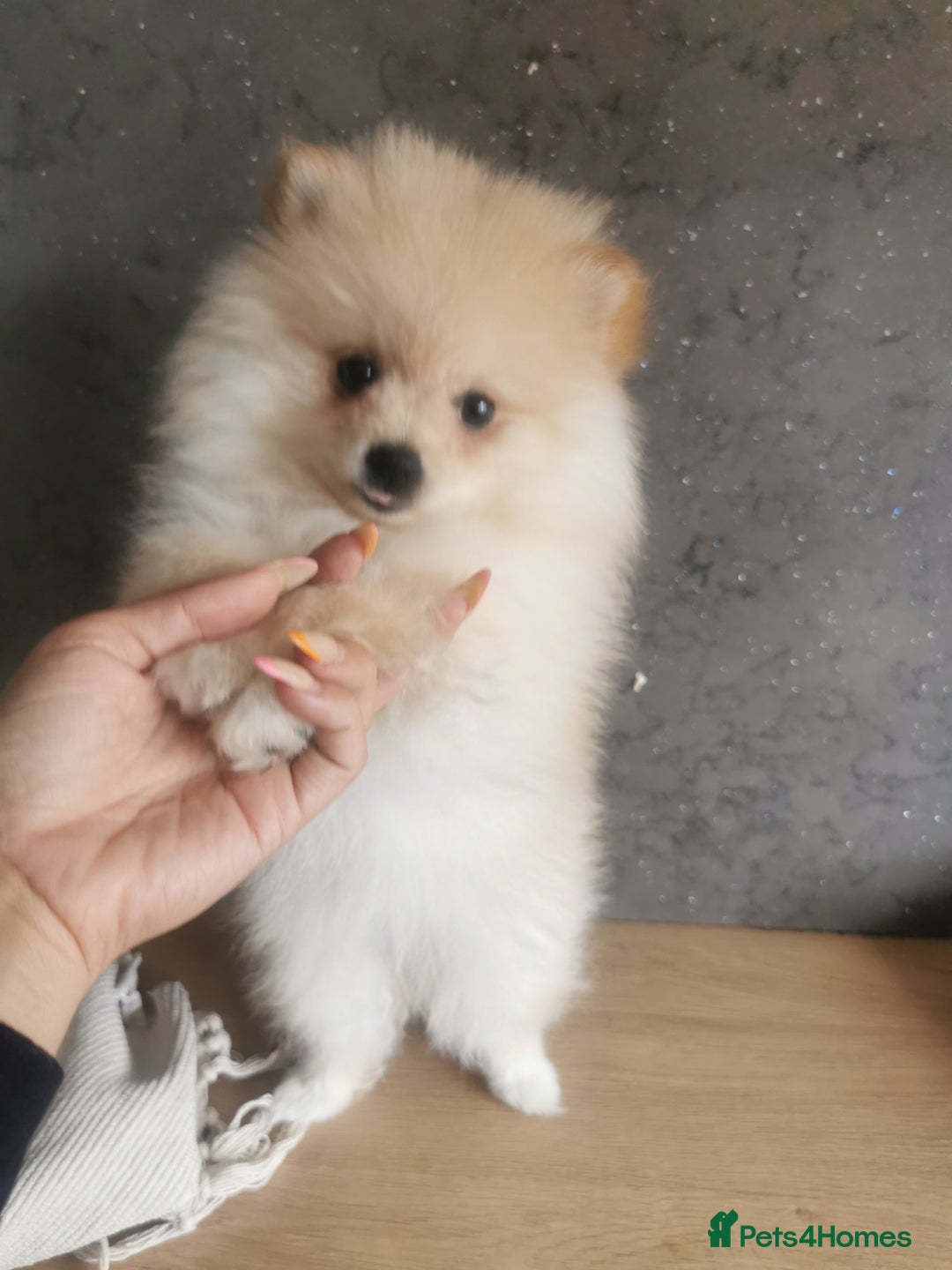 Pomeranian dogs for sale: Adorable Pomeranians 🩷🥰 - Image 4