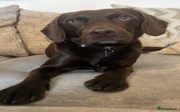 Cockerdor dogs for stud: Small Cockerdor For Stud  in Clitheroe - Image 4