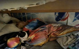 Mixed Breed dogs for sale: 15 week old old english bulldog x America buldogl - Advert 5