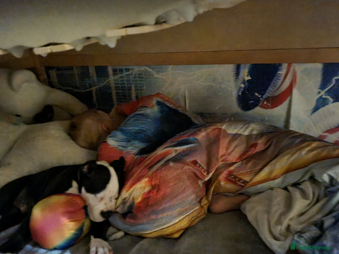 Mixed Breed dogs for sale: 15 week old old english bulldog x America buldogl - Advert 5