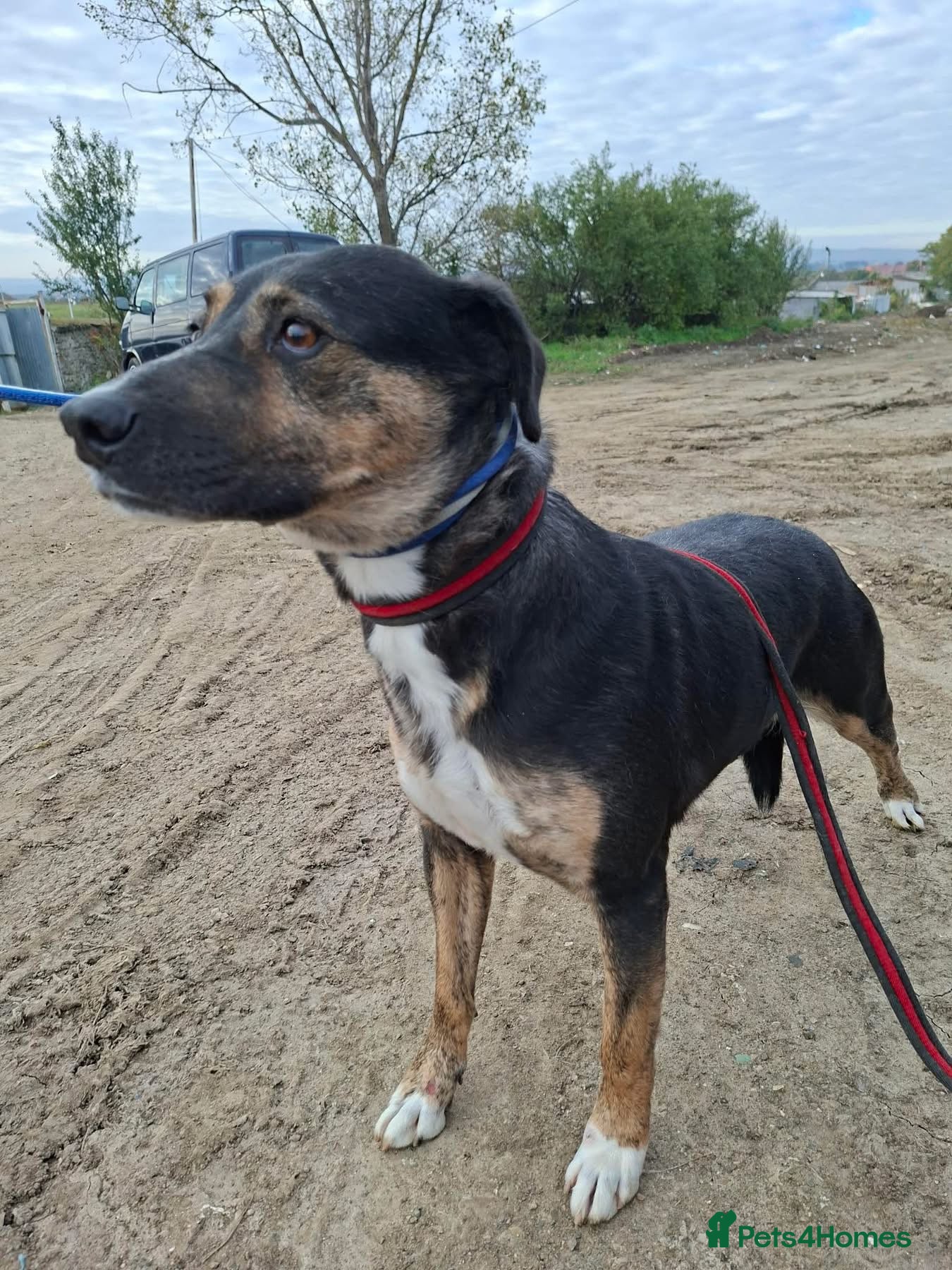 Mixed Breed dogs Rizzo - Norwich Norfolk   - Advert 1