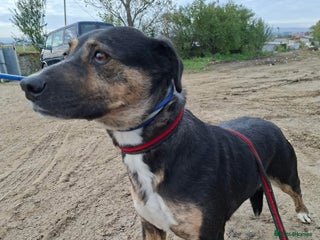 Mixed Breed dogs Rizzo - Norwich Norfolk - Advert 1