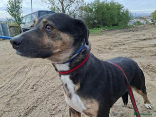 Mixed Breed dogs Rizzo - Norwich Norfolk - Advert 17