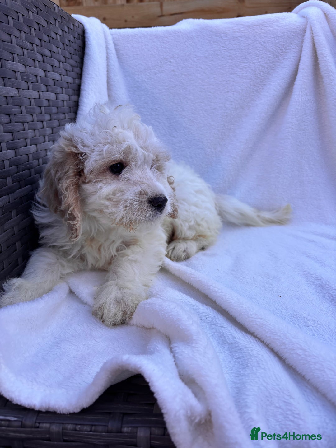 Cockapoo dogs for sale: F1 toy cockapoo puppies - Image 8