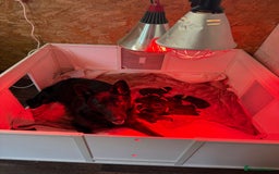 German Shepherd dogs for sale: Beautiful German Shepherd  Puppies For Sale  - Image 1