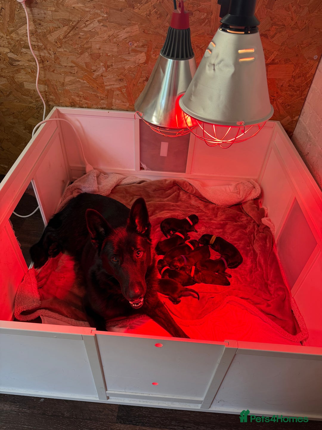 German Shepherd dogs for sale: Beautiful German Shepherd  Puppies For Sale  - Image 1