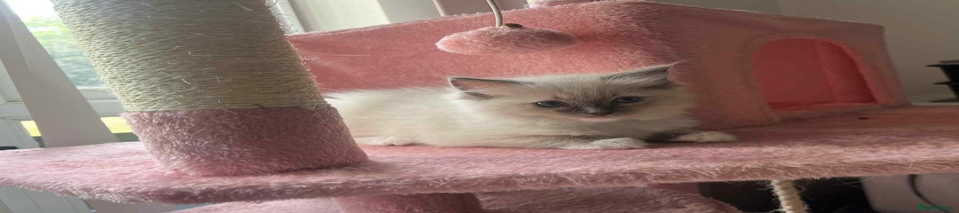 Ragdoll Kitten 2