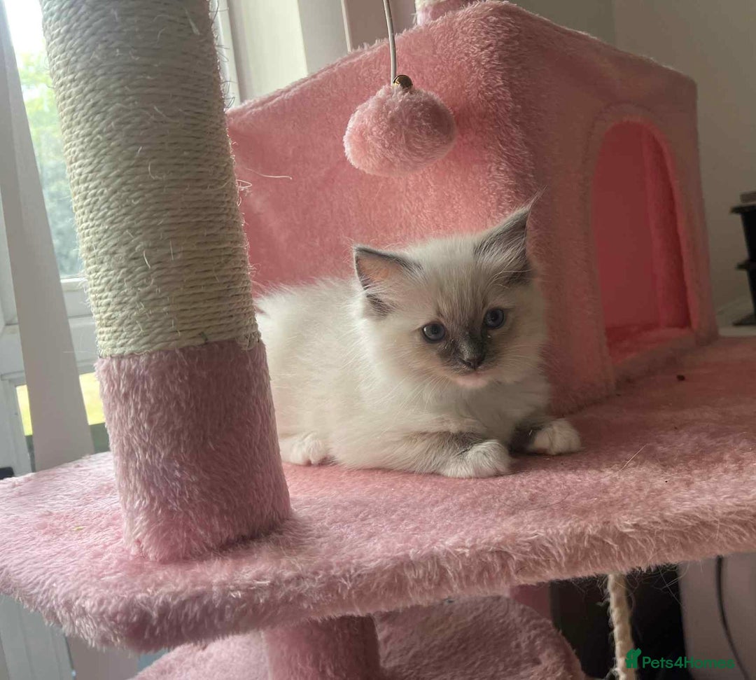 Ragdoll cats for sale: Pure Ragdoll kittens available 🐱🐾 - Image 17