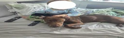 Labrador Retriever dogs for sale: Labrador for sale  - Advert 6