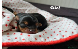 Yorkshire Terrier dogs for sale:  Yorkshire terriers🐶Kc.reg.💙1 BOY available 🧡💚 - Image 13