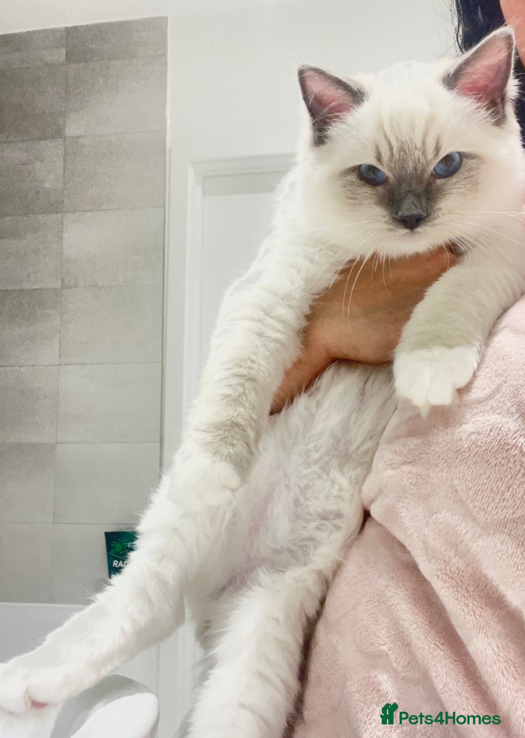 Ragdoll cats for sale: Last 2 Active boys, Champion blood - Image 9