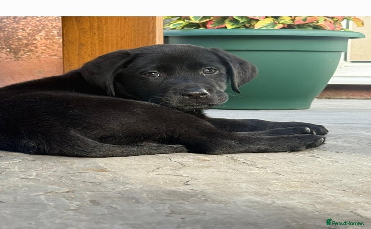 Labrador Retriever dogs - Advert 12