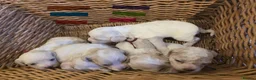 Mixed Breed dogs for sale: 9 Beautiful Cockerchon puppy's ready soon - Advert 7