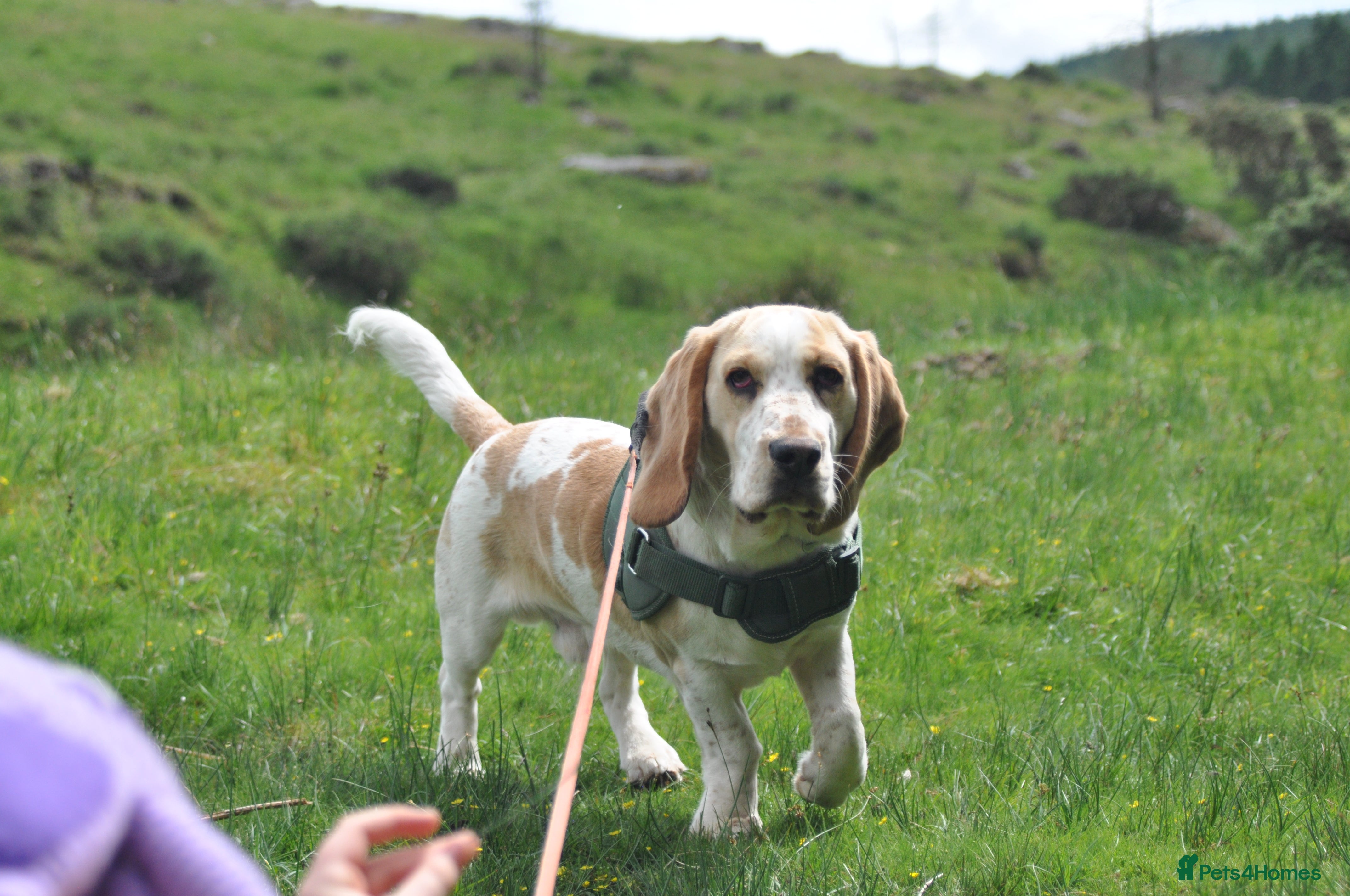 Mixed Breed dogs Hush Basset Family Dog, 1 year old - Advert 12