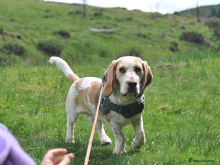 Mixed Breed dogs Hush Basset Family Dog, 1 year old - Advert 5