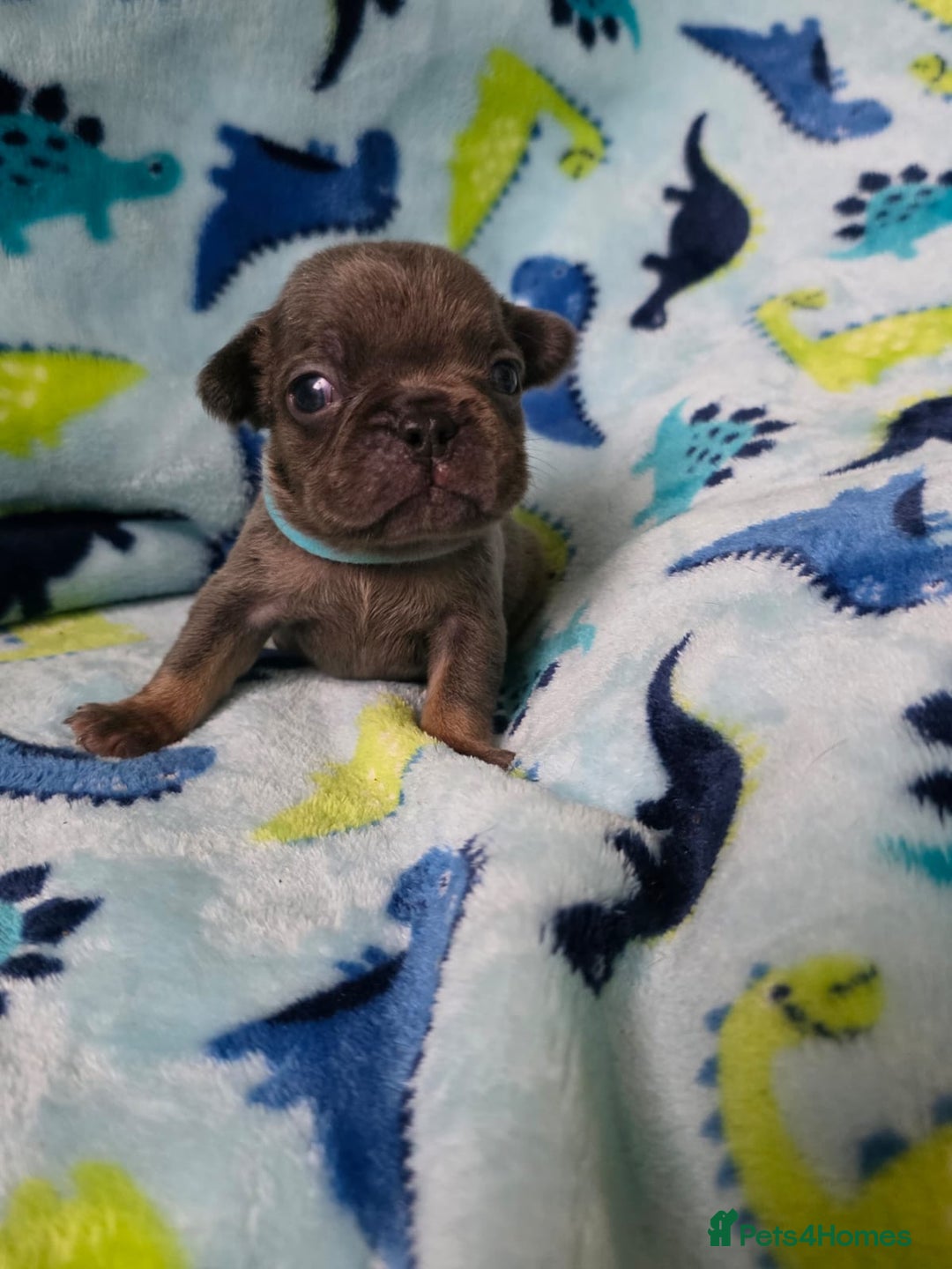 French Bulldog dogs for sale: BEAUTIFUL FRENCH BULLDOG PUPPIES  - Advert 19