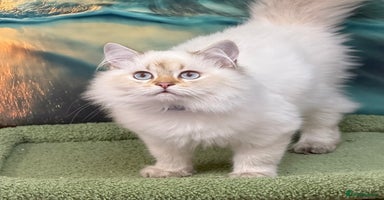 British Shorthair cats - Advert 16