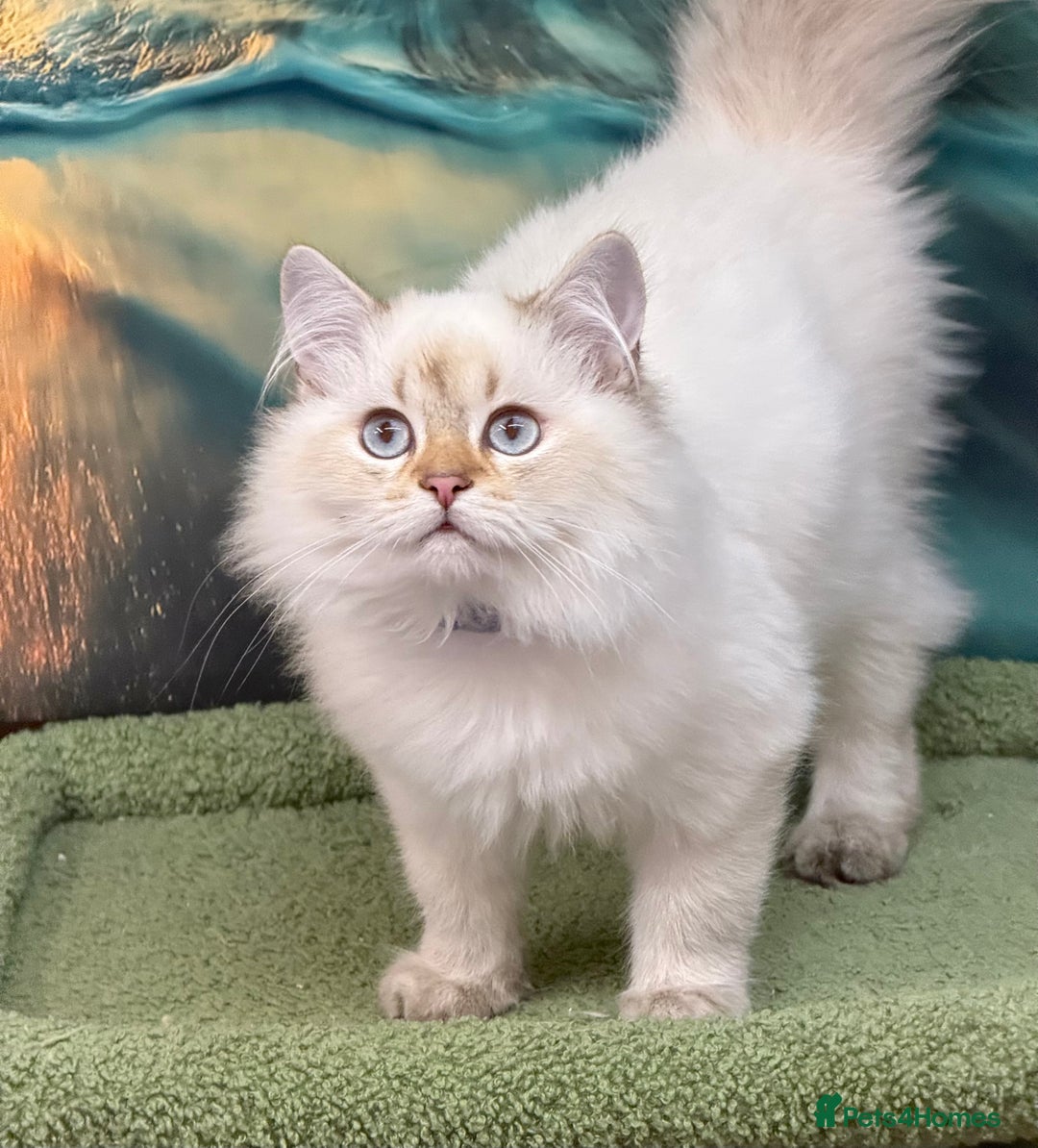 British Shorthair cats for sale: British longhair Golden point TICA active  - Image 3