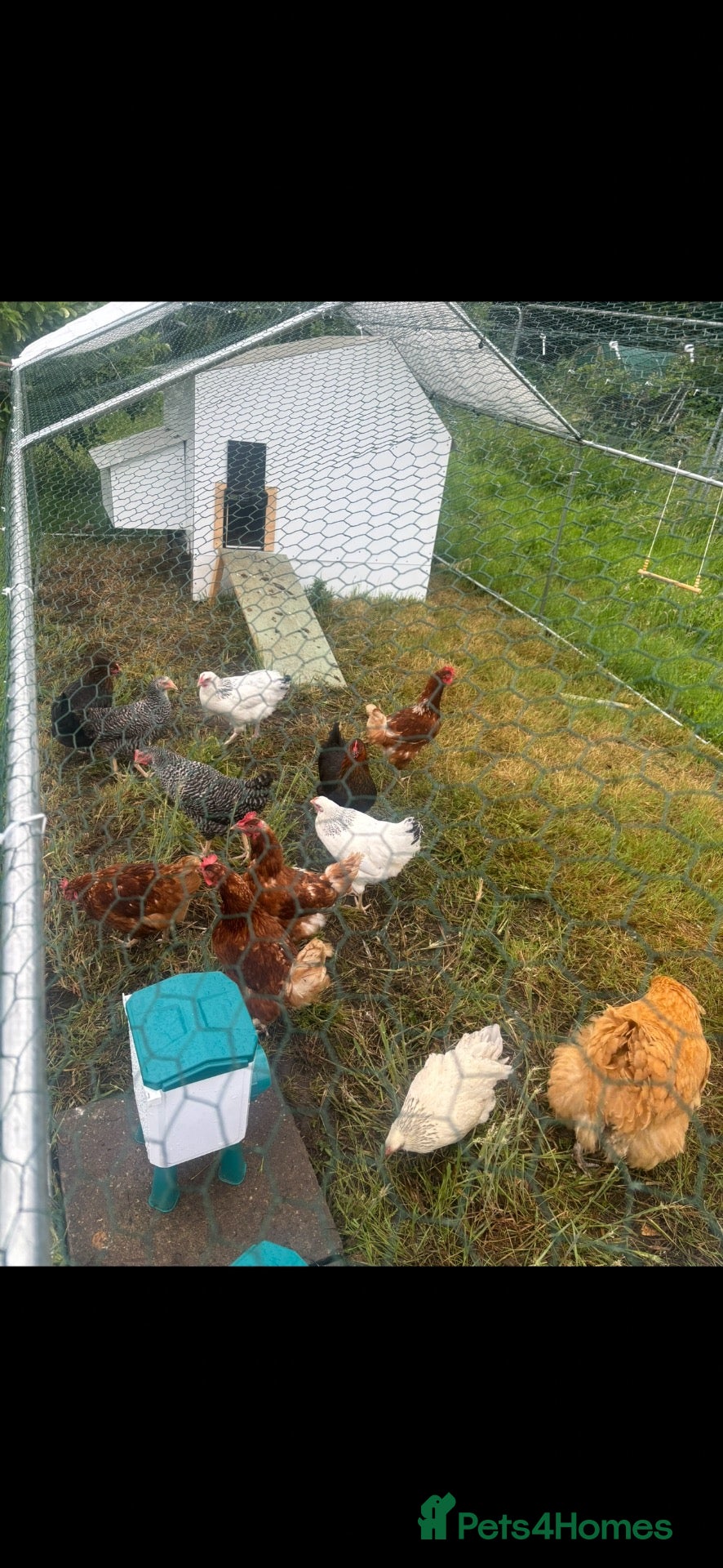 Chickens poultry for sale: Rehoming flock of hens  - Advert 1