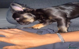 French Bulldog dogs for sale: Fluffy frenchie puppy - Image 6