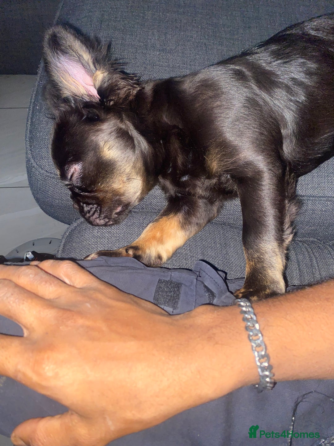 French Bulldog dogs for sale: Fluffy frenchie puppy - Image 6