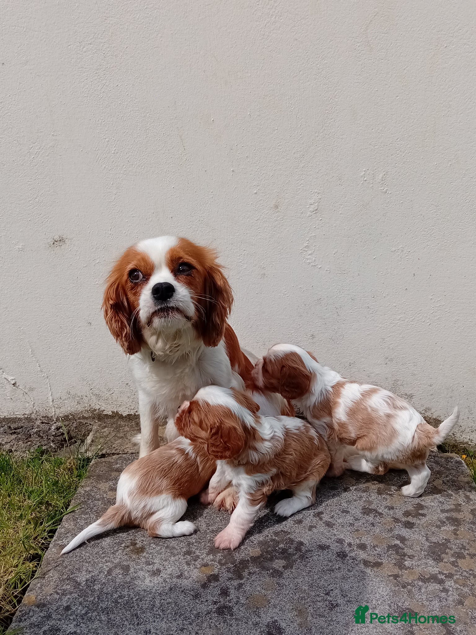 Cavalier King Charles Spaniel dogs Blenheim boys available  - Advert 2