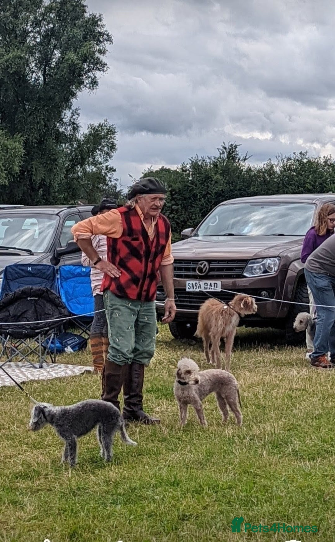 Bedlington Terrier dogs for sale: DNA tested purebred Bedlington terrier  - Advert 4