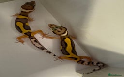 Gecko reptiles for sale: Babies & adults  - Image 14
