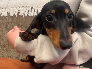 Miniature Dachshund dogs Miniature smooth dachshund puppies ready now - Advert 2