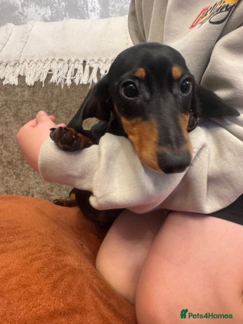 Miniature Dachshund dogs - Advert 6