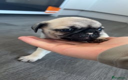 Pug dogs for sale: Pug puppies x3 girls left  - Advert 5